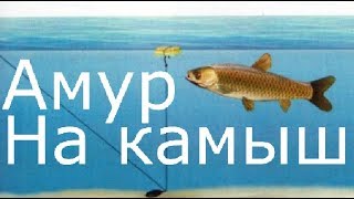 Ловим амура на камыш!!! Камыш приманка №1 на амура