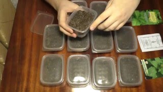 Выращивание табака в домашних условиях. Первые всходы