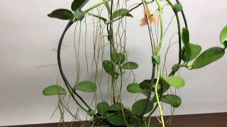 Golden Tresses or A Visit with Hoya sp.  AH-014