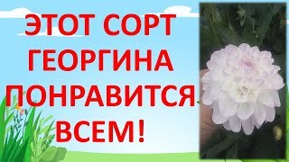 ОБЗОР ГЕОРГИНА СОРТА ЭВЕЛИН. Как выращивать георгины. Выращивание георгин на даче. Далия.