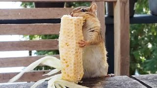(ASMR) 몸보다 큰 삶은 옥수수를 통채로 가져가려는 다람쥐 Chipmunk Takes A Corn Cob Bigger Than Her Body