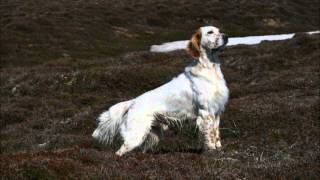English setter hunting caccia con setter inglese