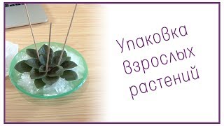 Фиалки почтой. Упаковка взрослых растений