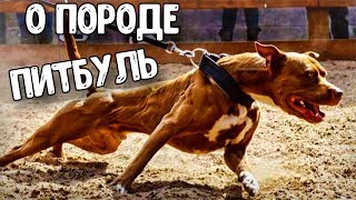 У ПОРОДЫ ПИТБУЛЬ НЕТ БУДУЩЕГО