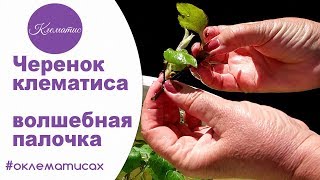 ? Черенок клематиса – волшебная палочка от Nina Petrusha channel Clematis TV- часть 2
