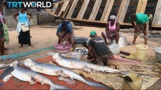 Endangered Sharks: Shark numbers drop significantly in Liberia