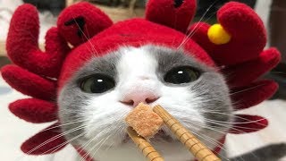 ПРИКОЛЫ С КОТАМИ! Смешная озвучка котики. Котеи Котики Кошки Котяры Коти Котята это тут!