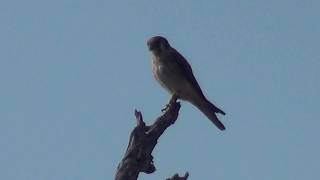 North American Wildlife --- American Kestrel calling, singing & vocalizing