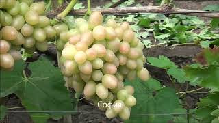 София