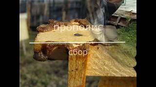 Прополис