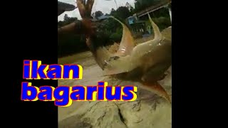 Ikan bagarius monster Sungai Kahayan