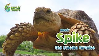 Meet Animal Ambassador Spike, the toughest Sulcata Tortoise around