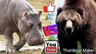 Бегемот против Бурого медведя. Hippopotamus against Brown bear.