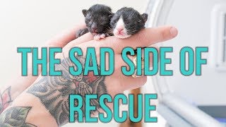 Kittens Abandoned Under Oil Painting
