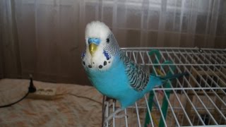 Мой говорящий волнистый попугай Илюшка разболтался не на шутку