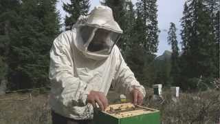 Un'ape per il Trentino
