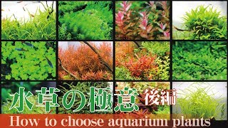 【後編】水草の選び方 綺麗なレイアウト水槽を作りたい