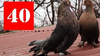 Николаевские Голуби, Крым, Алексей Василишин (40)