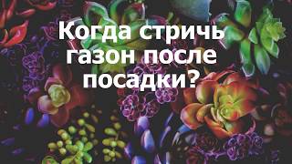 Когда стричь газон после посадки?