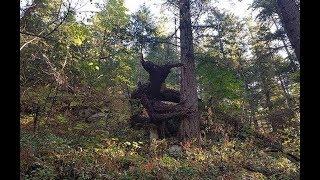10 ПОТУСТОРОННИХ СУЩЕСТВ СНЯТЫХ НА КАМЕРУ