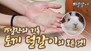 토끼 키우기 (*ꆤ.̫ꆤ*) 꽃돌이는 겨울옷으로 갈아입는 중! 토끼 털갈이의 모든 것, 총 15일간의 기록!