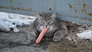 КОТЫ - ХУЛИГАНЫ и ВОРЫ! САМЫЕ СМЕШНЫЕ ЖИВОТНЫЕ! ПРИКОЛЫ ПРО КОТОВ И СОБАК!