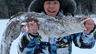 Ловля трофейного налима весной на жерлицу - Обучающее видео - Часть 1 -