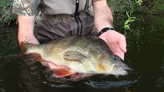 Stalking Big River Perch - Caught In The Act DVD      Preview 2
