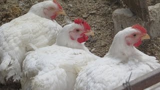 Забой кур бройлеров в домашних условиях  Видео ч 2 Забой, пропаривание забитой птицы, снятие пера