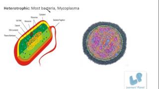 CBSE 9th class Biology Diversity in Living Organisms TS 6