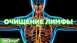 Как почистить Лимфу! Лимфатическая система. Оздоровление и очищение организма. Михаил Советов