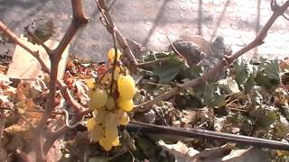 Сорт винограда "Маркус" сезон 2015
