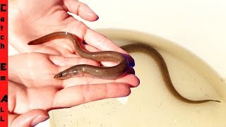 WHY is this LITTLE EEL FISH here?