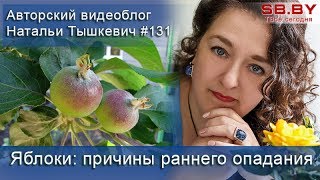 Яблоки: причины раннего опадания