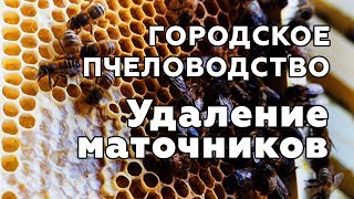 Улей на балконе. Удаление маточников