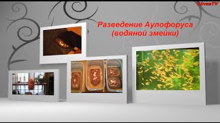 КОРМ ДЛЯ РЫБОК. АУЛОФОРУС ИЛИ ВОДЯНАЯ ЗМЕЙКА. РАЗВЕДЕНИЕ