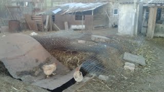 Кукурузный силос