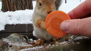 Прибежала белка с оторванным ухом. Давно её не было / A squirrel came running with its ear torn off