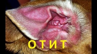 Отит у Бусинки