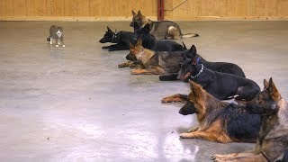Male VS Female Working As A Protection Dogs Master Trainer David Harris Says....
