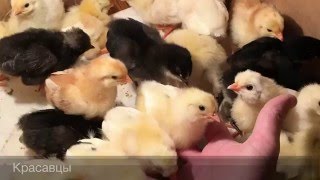 Инкубатор из холодильника своими руками (Качество до 4к )
