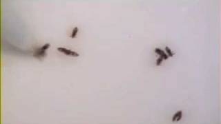 Eliminate Head Lice Fast | (800) 294-6816 | Watch Head Lice Die in 60 Seconds