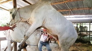 Wow!Amazing Man Breed Cow How to bred cows in my Country ( Part 2 ) -2017