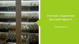Подсветка для цветов: стеллаж для ахименесов