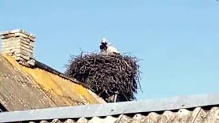 Брачные танцы аистов | Mating dance of storks