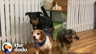 Welcome To The Dodo Rescue Dog Show | The Dodo