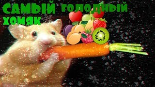 САМЫЙ ГОЛОДНЫЙ ХОМЯК В МИРЕ !!!!!!!!!!