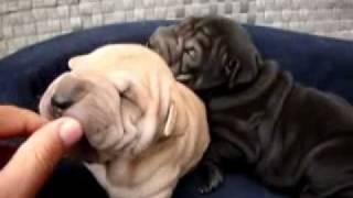 SHAR PEI