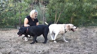 Ждём новый помёт лабрадоров. We are waiting for a new litter of Labradors.