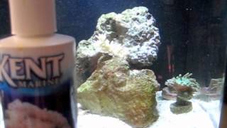HOW TO: Easily Manage A Reef/Nano Reef Saltwater Aquarium In 1 Minute - Video Guide